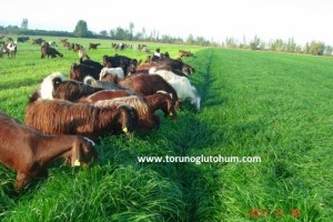Ryegrass Otu Tohumu Fiyatı