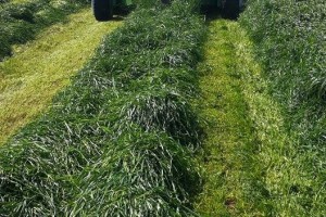 Reygras otu nasıl biçilir?