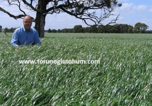 Italian Ryegrass Ekim Zamanı