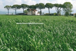 Ryegrass Yetiştiriciliği