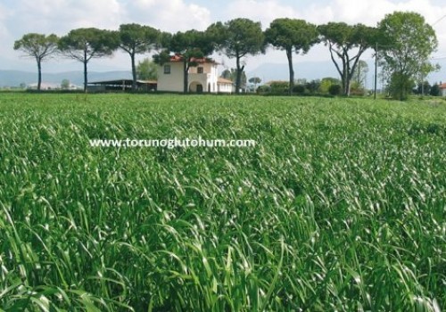 Ryegrass Yetiştiriciliği