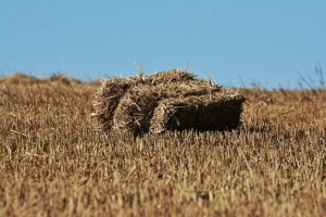 Saman Fiyatları Arpa Ve Buğdaya Yaklaştı