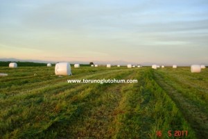 Reygras Otu Tohumu