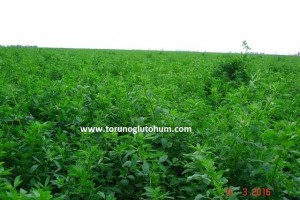 İthal Yonca Tohumu Çeşitleri