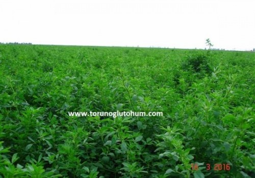 İthal Yonca Tohumu Çeşitleri