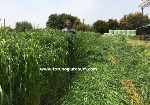Ryegrass