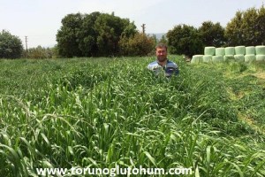 Ryegrass Otu Tohumu Fiyatları