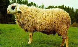Brillen Koyun Irkı