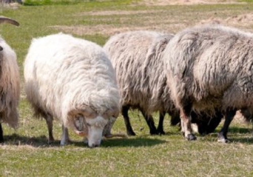 Churro Koyun Irkı