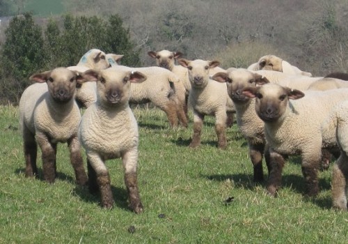 Dorset Down Koyun Irkı