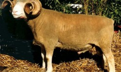 Dorset Horn Koyun Irkı