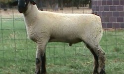 Hampshire Koyun Irkı