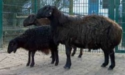 Hissar Koyun ırkı
