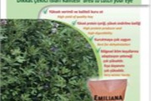 Emiliana Yonca Tohumu