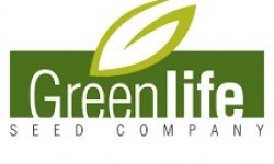 Greenlife Slajlık Msır Tohumu Çeşitleri