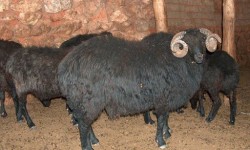 Karakul Koyun Irkı