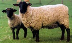 Norfolk Koyun Irkı