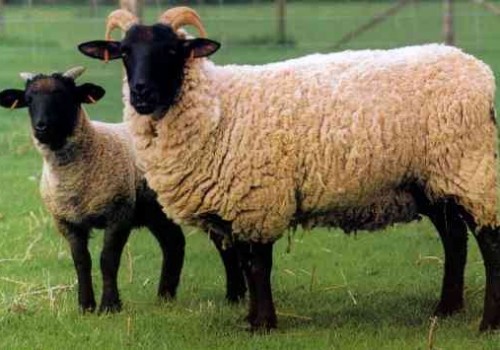 Norfolk Koyun Irkı