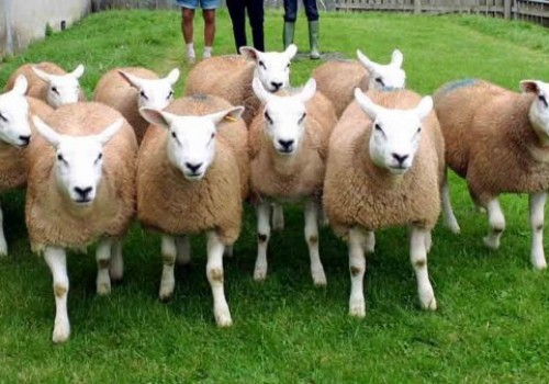 Texel Koyun Irkı 