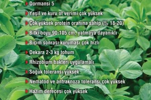 Triade Yonca Tohumu