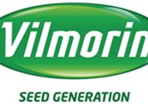 Vilmorin Danelik Mısır Tohumu Çeşitleri
