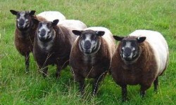 Blue Texel Koyun ırkı