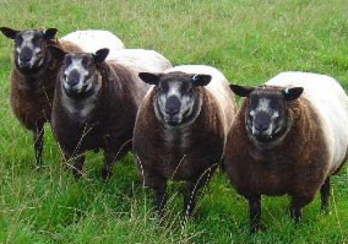 Blue Texel Koyun ırkı