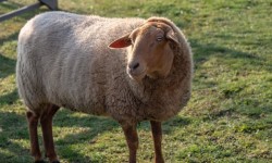 Fuchs (Tilki) Koyun Irkı