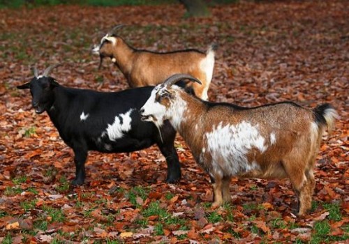 Africa Cüce Keçisi