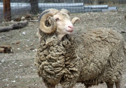 Santa Cruz Koyun Irkı