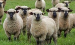 Shropshire Koyun Irkı