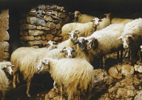 Skopelos Koyun Irkı