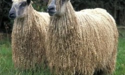 Wensleydale Koyun Irkı