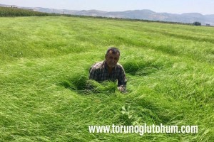 Teff Grass Özellikleri