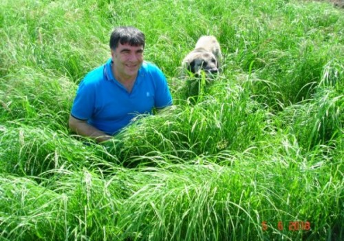 Teff Grass Tohum Fiyatı