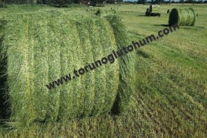 TEFF GRASS OTU TOHUMU FİYATLARI
