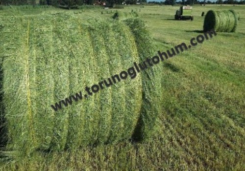 TEFF GRASS OTU TOHUMU FİYATLARI