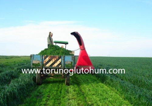 RYEGRASS TOHUMUNU TÜRKİYE’YE İLK KEZ KİM TANITTI ?