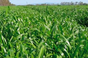 Reygras 5 Kg