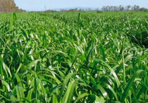Reygras 5 Kg