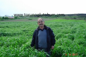 İtalyan Çimi