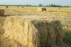 Süt Otu Tohumu (İtalyan Ryegrass)