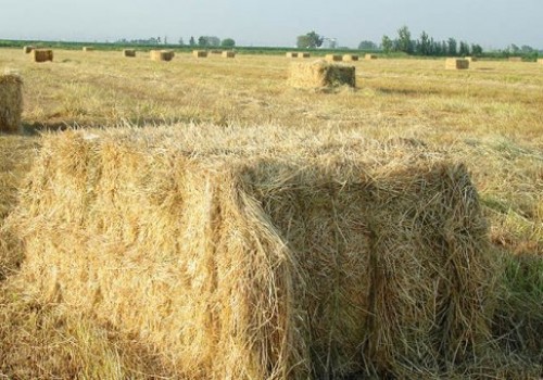 Süt Otu Tohumu (İtalyan Ryegrass)