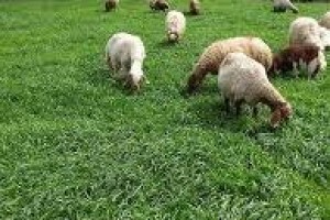 RYEGRASS SÜT OTU TOHUMU FİYATLARI