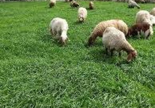 RYEGRASS SÜT OTU TOHUMU FİYATLARI
