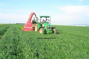 Ryegrass Otu