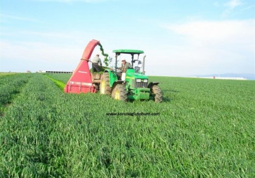 Ryegrass Otu