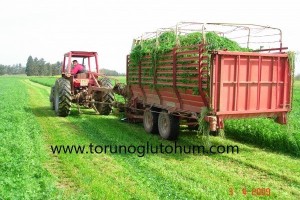 Çok Yıllık Ryegrass Tohumu