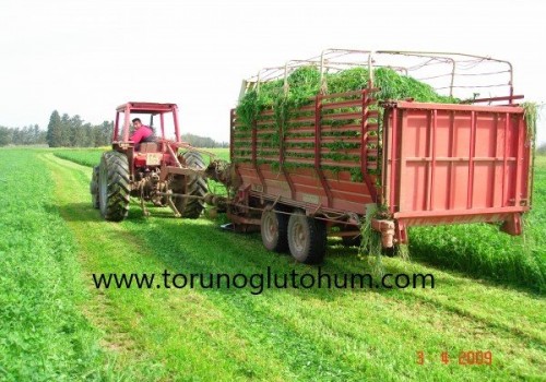 Çok Yıllık Ryegrass Tohumu