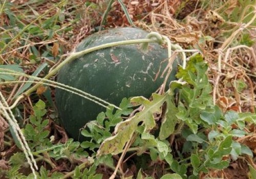 Halep Karası Karpuz Tohumu